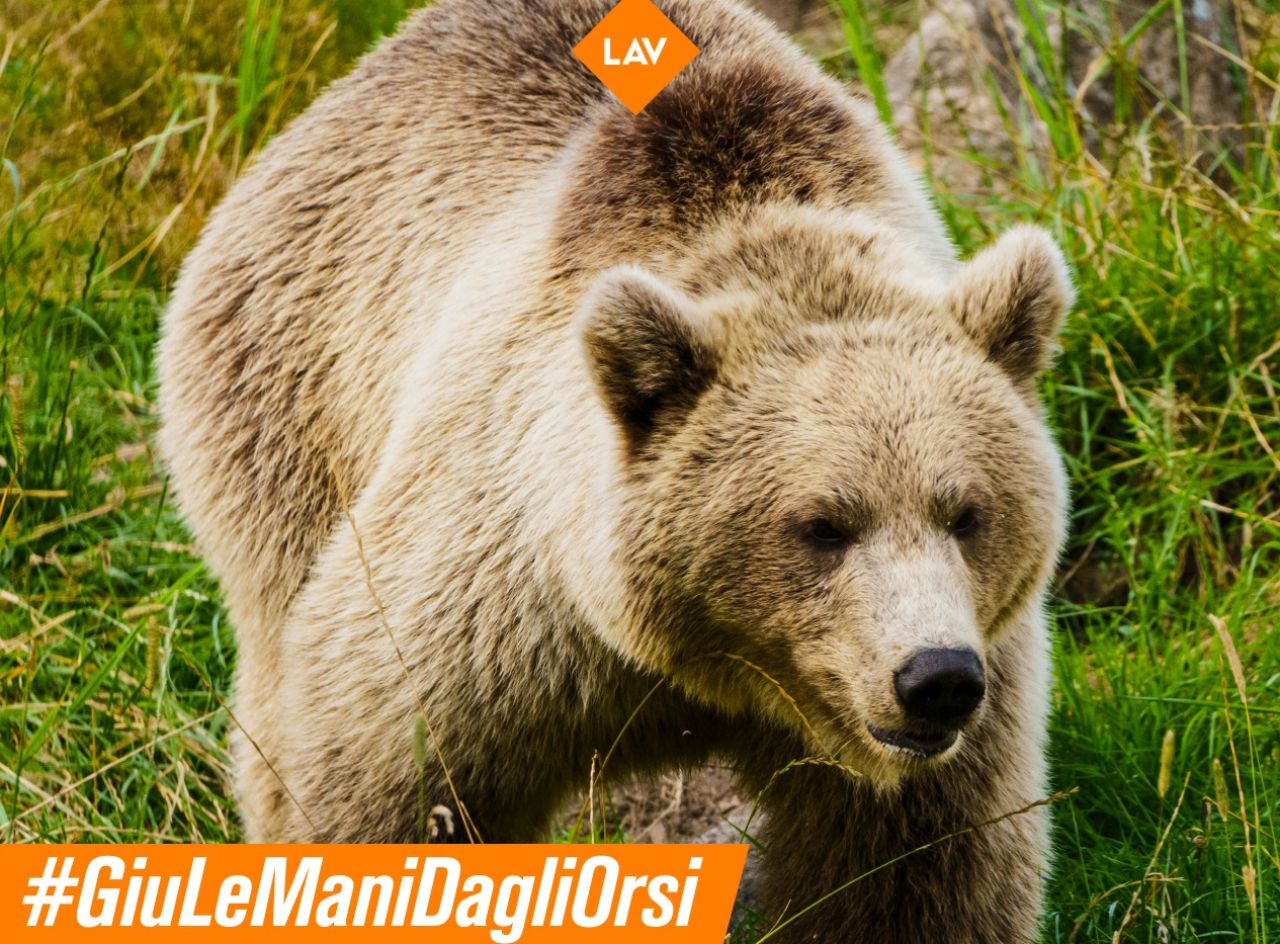 Trentino un custode forestale aggredito da un orso. La provincia